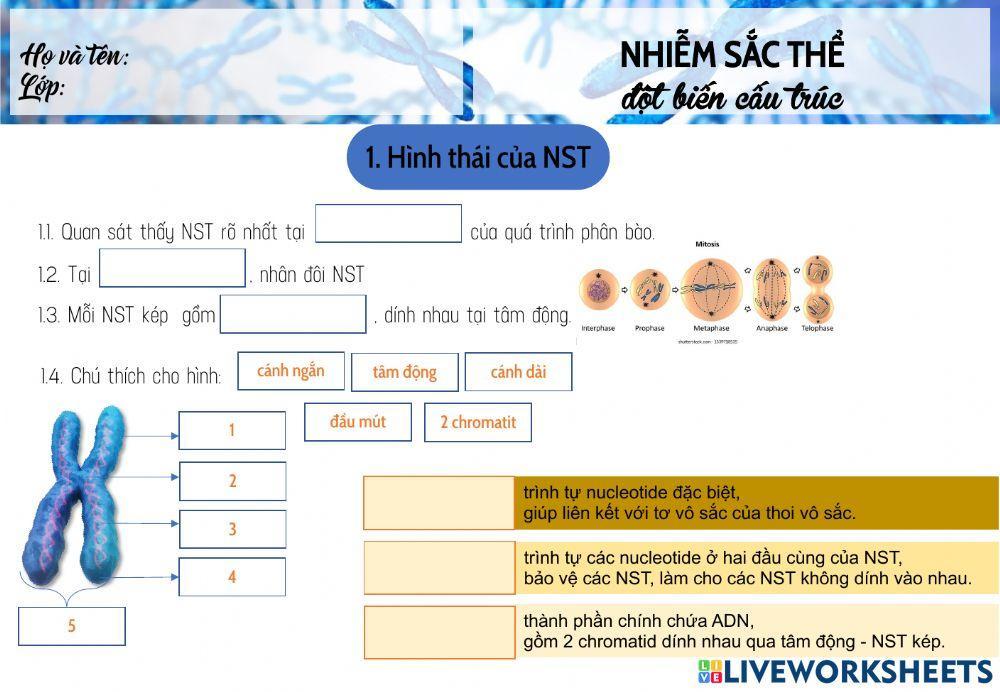 NST - đột biến cấu trúc NST