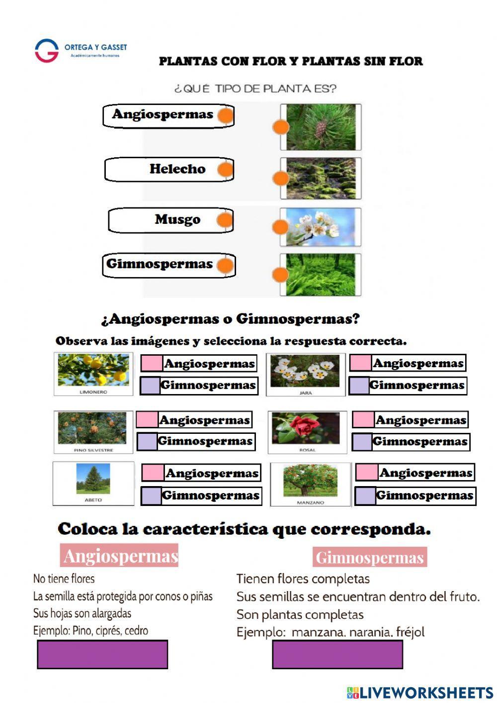 Plantas angiospermas y gimnospermas