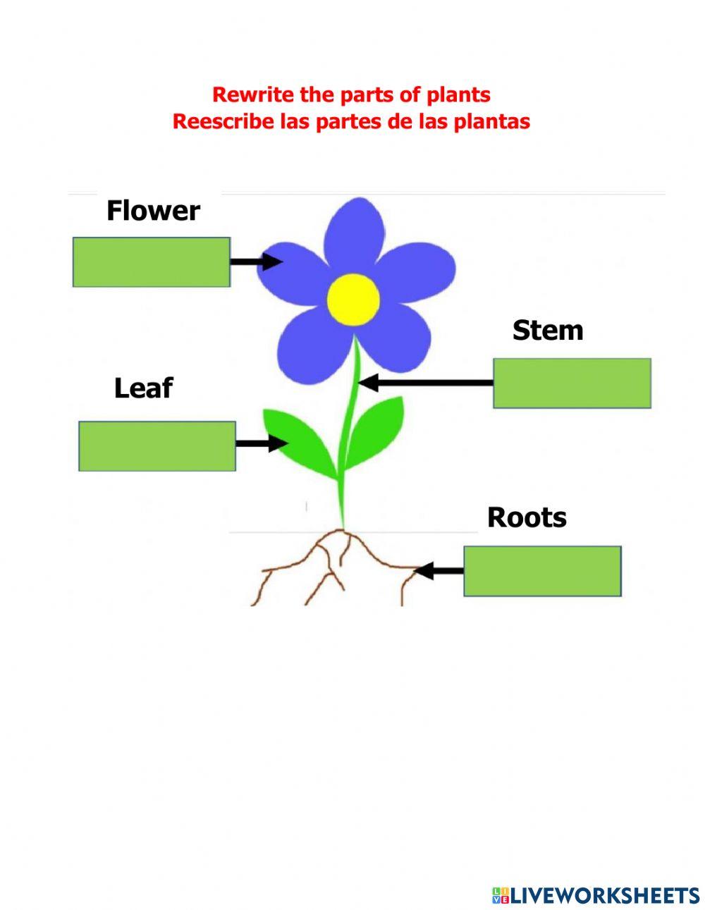 Parts of a plant