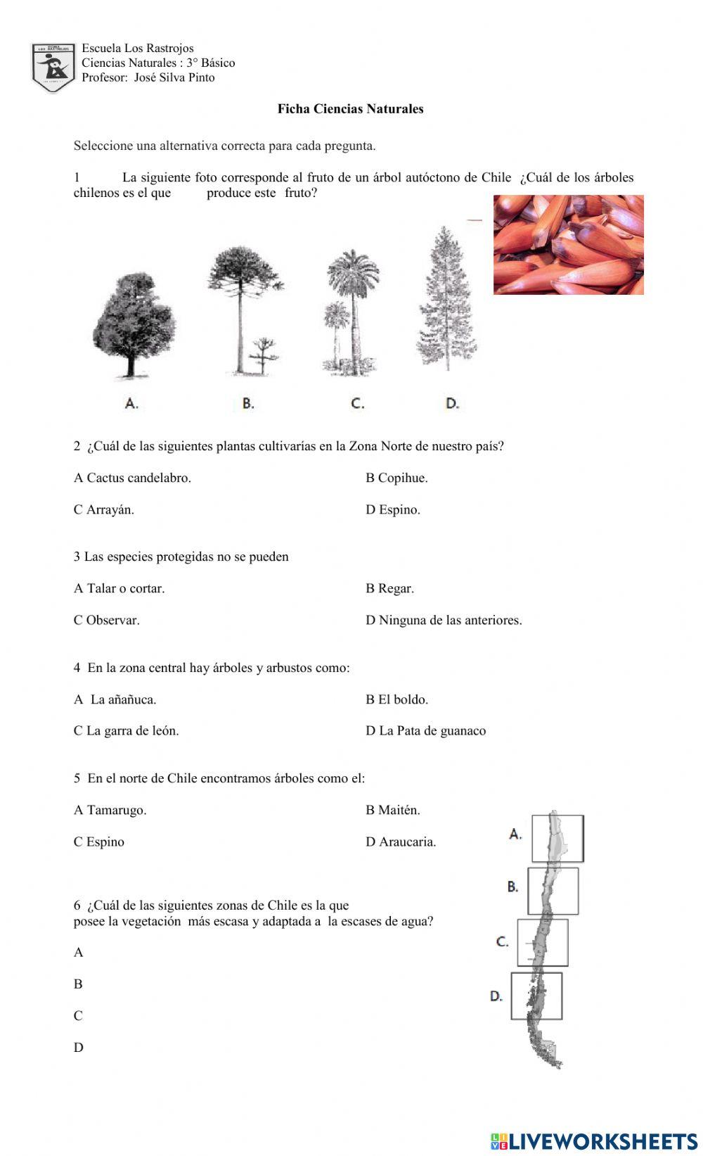 Ficha Plantas de Chile