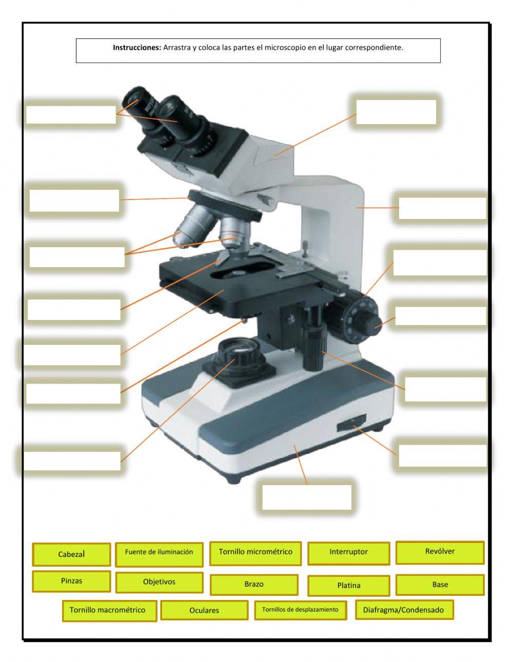 Componentes, función y operatividad del Microscopio