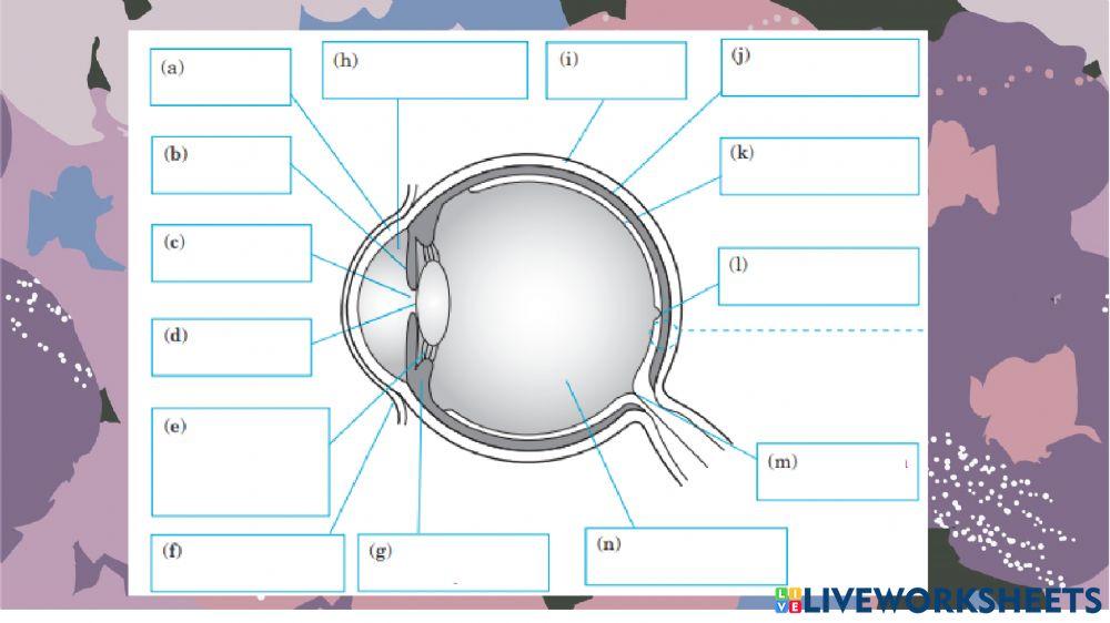 B1 Rangsangan dan gerak balas