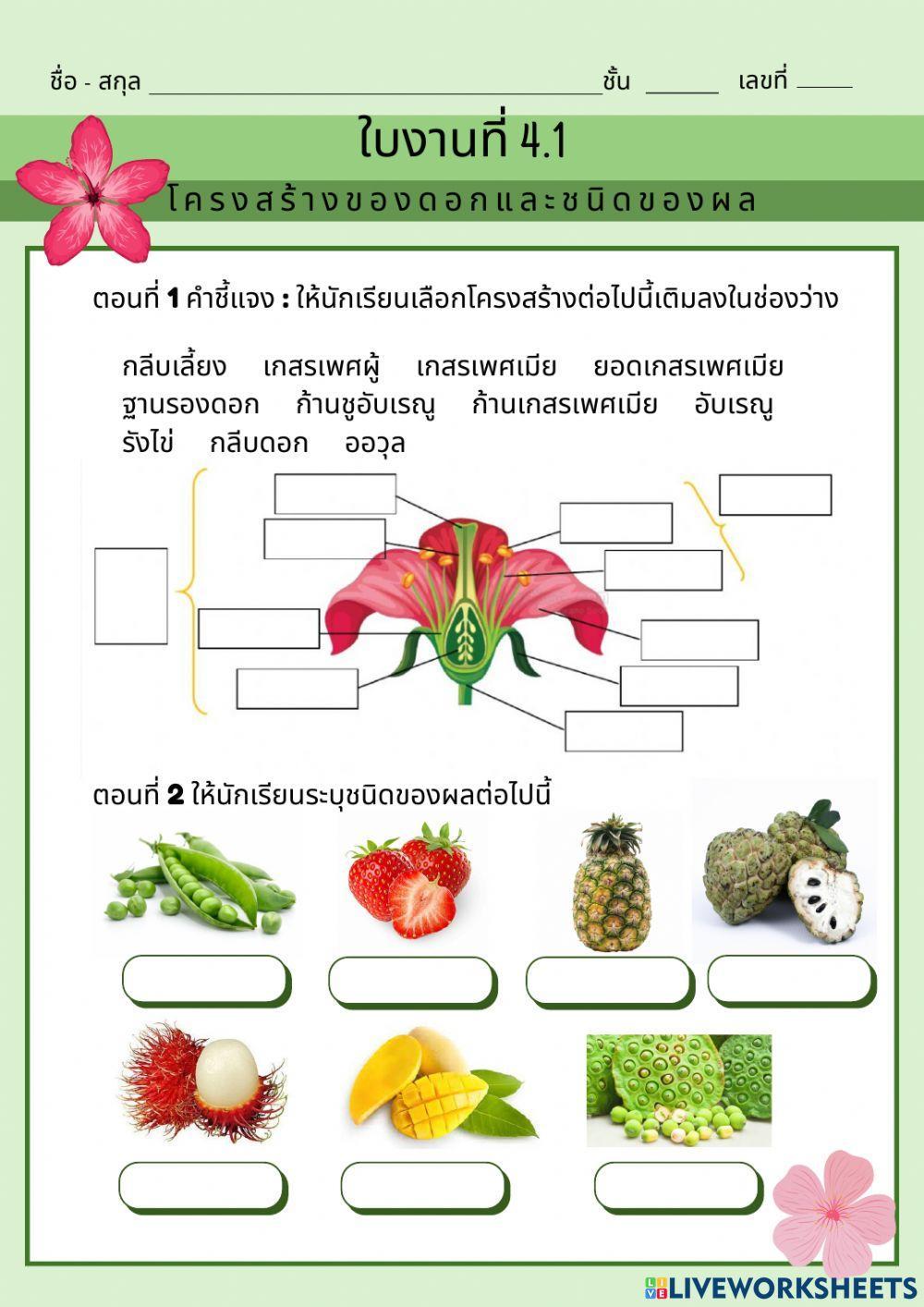 ใบงานที่ 4.1 โครงสร้างของดอกและชนิดของผล