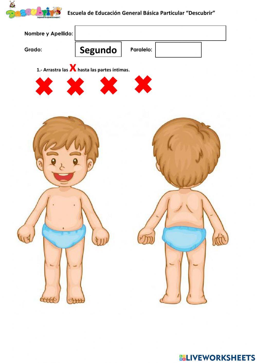 Partes intimas del cuerpo humano