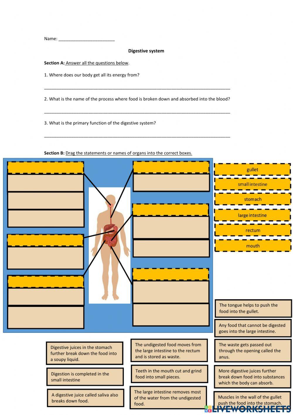 Digestive systom (no checking)