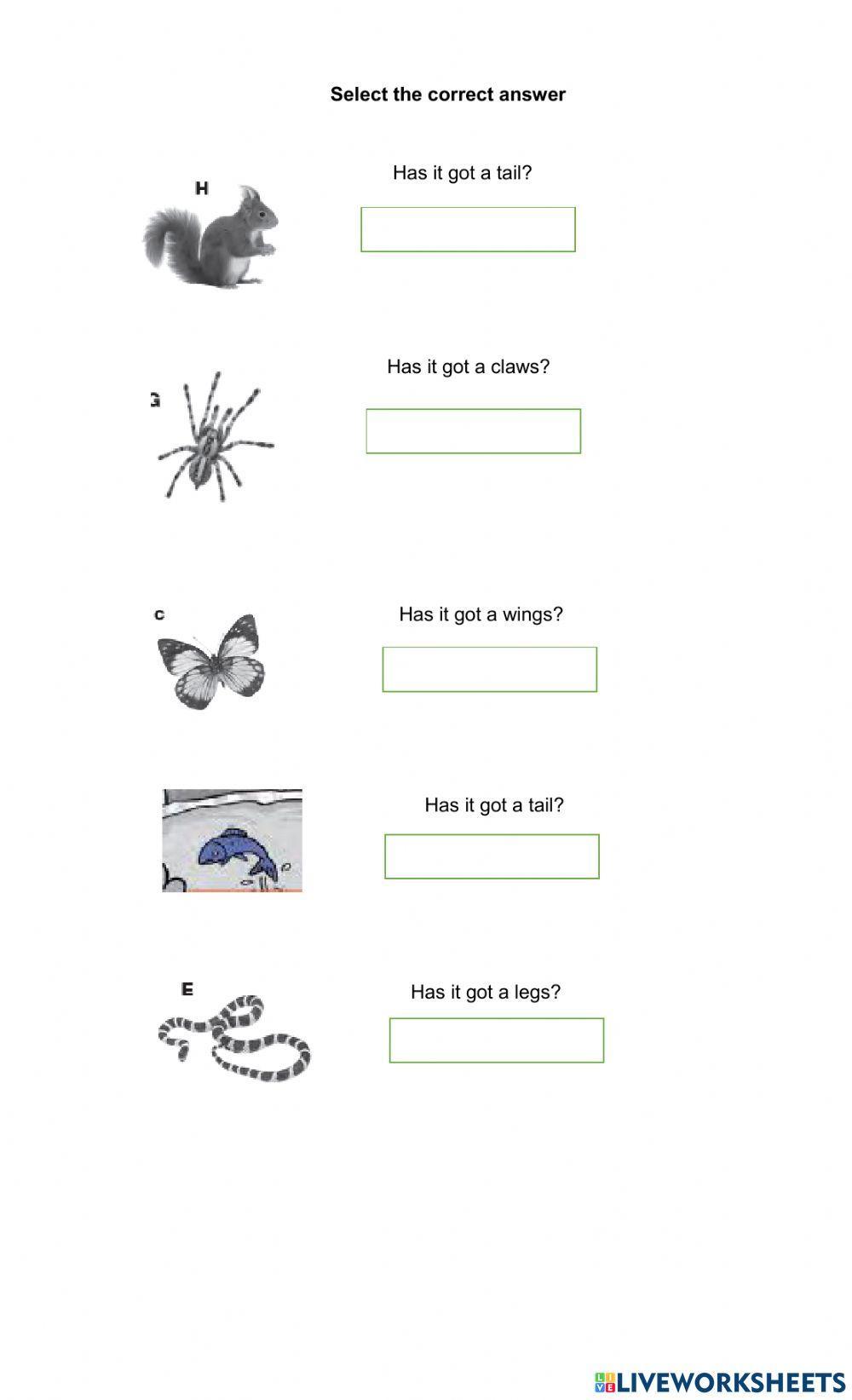 The wild Forest animals 3°Grade