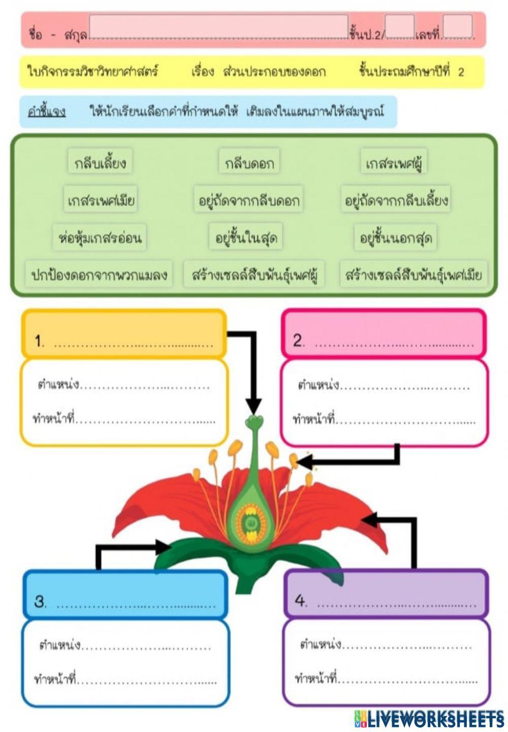 ใบงานส่วนประกอบของดอก