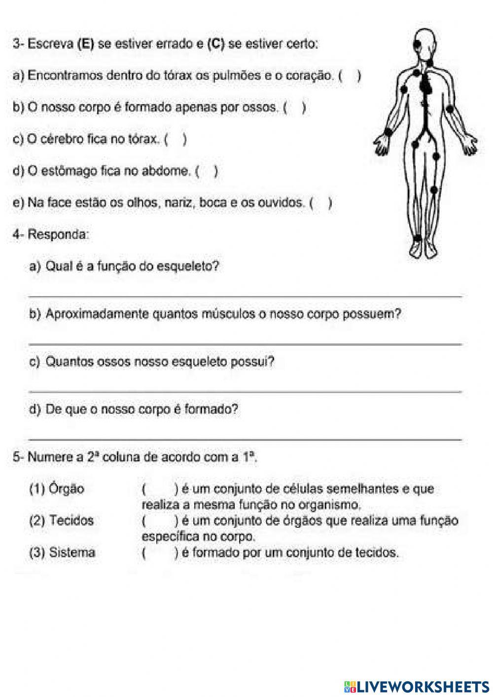 O CORPO HUMANO