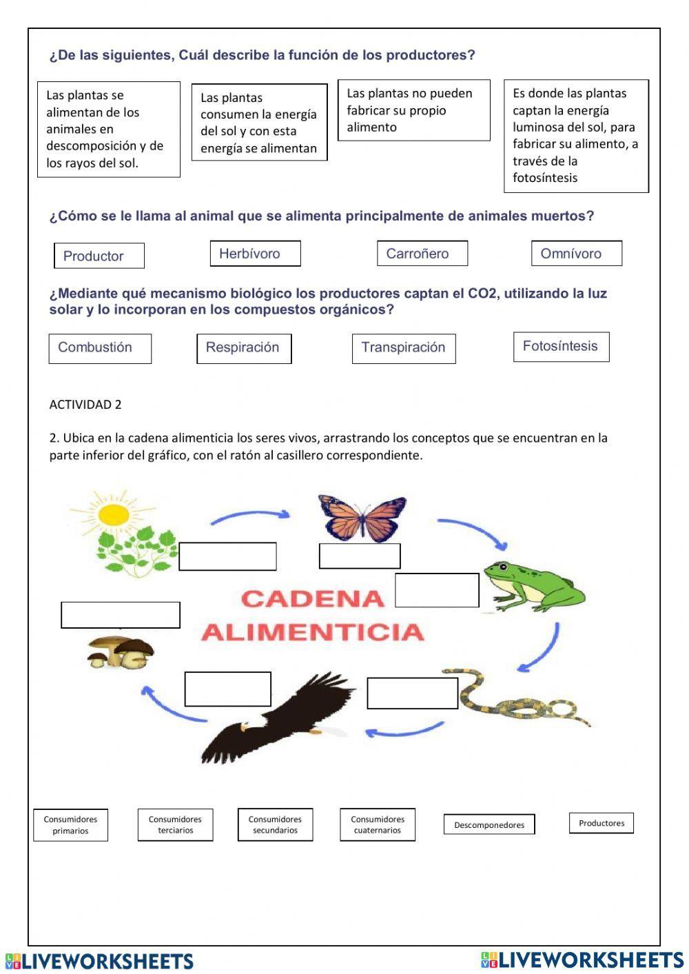 Las cadenas y redes tróficas