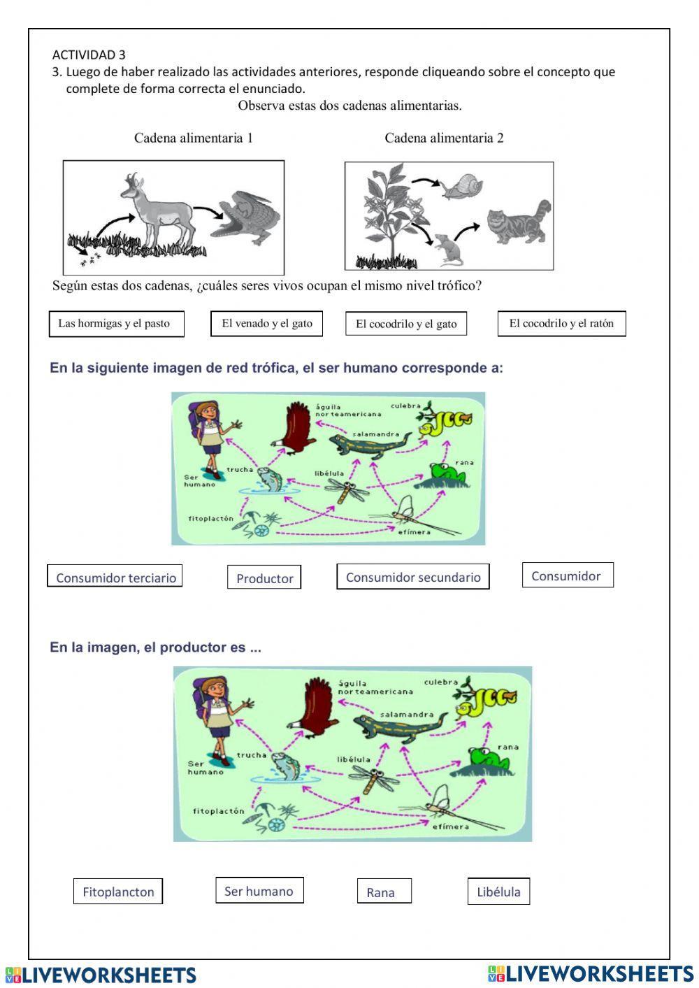Las cadenas y redes tróficas