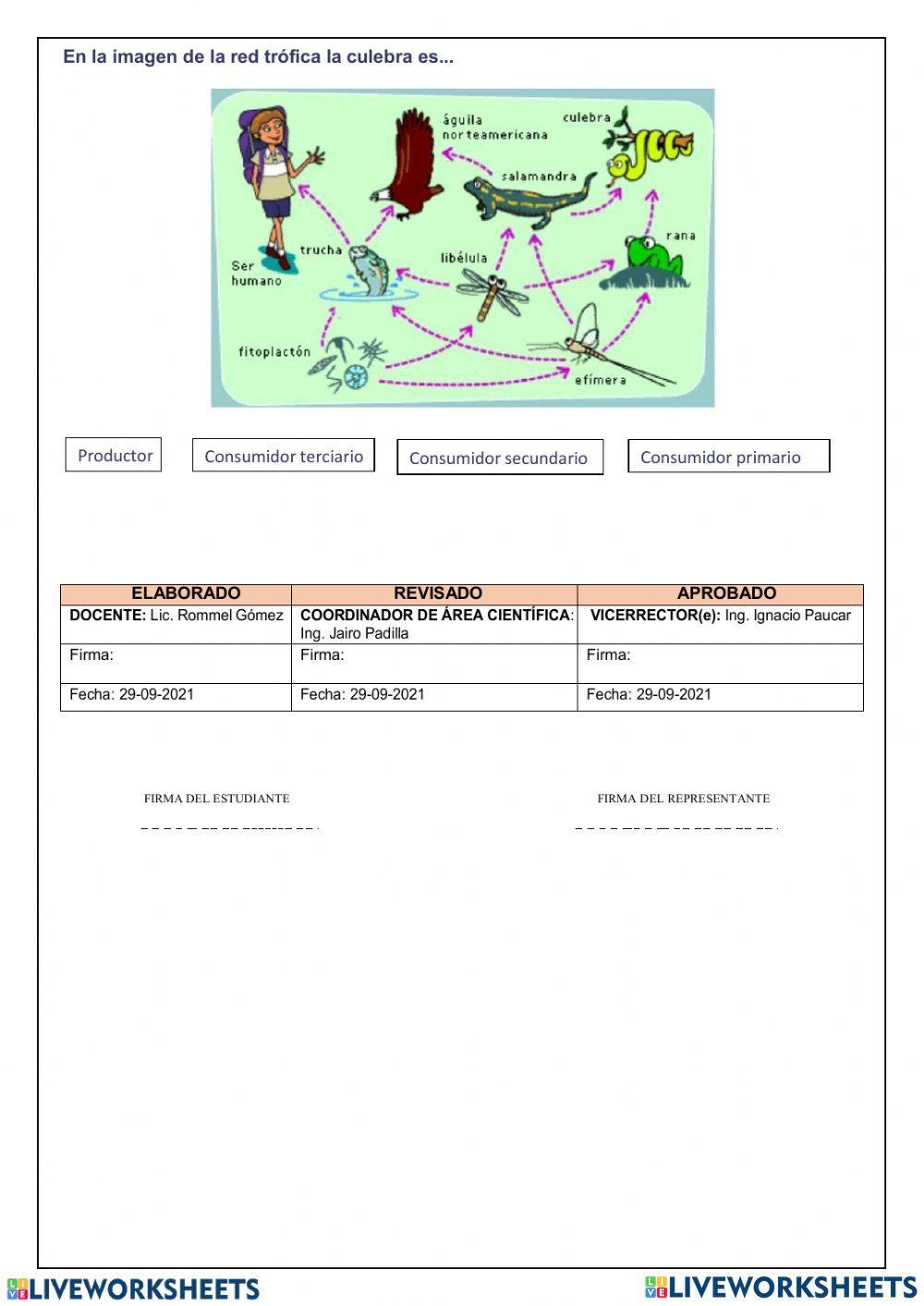 Las cadenas y redes tróficas