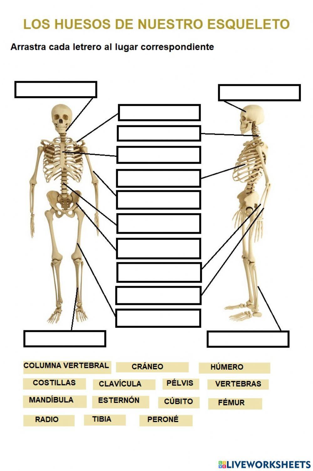 Los huesos