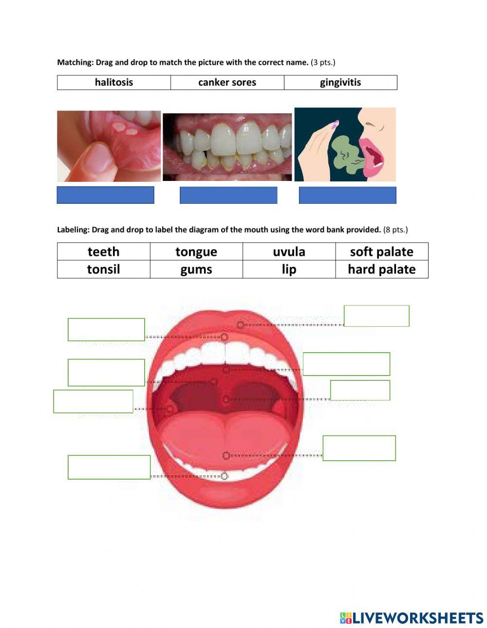 Oral Hygiene, Cavities, Diseases that affect the mouth
