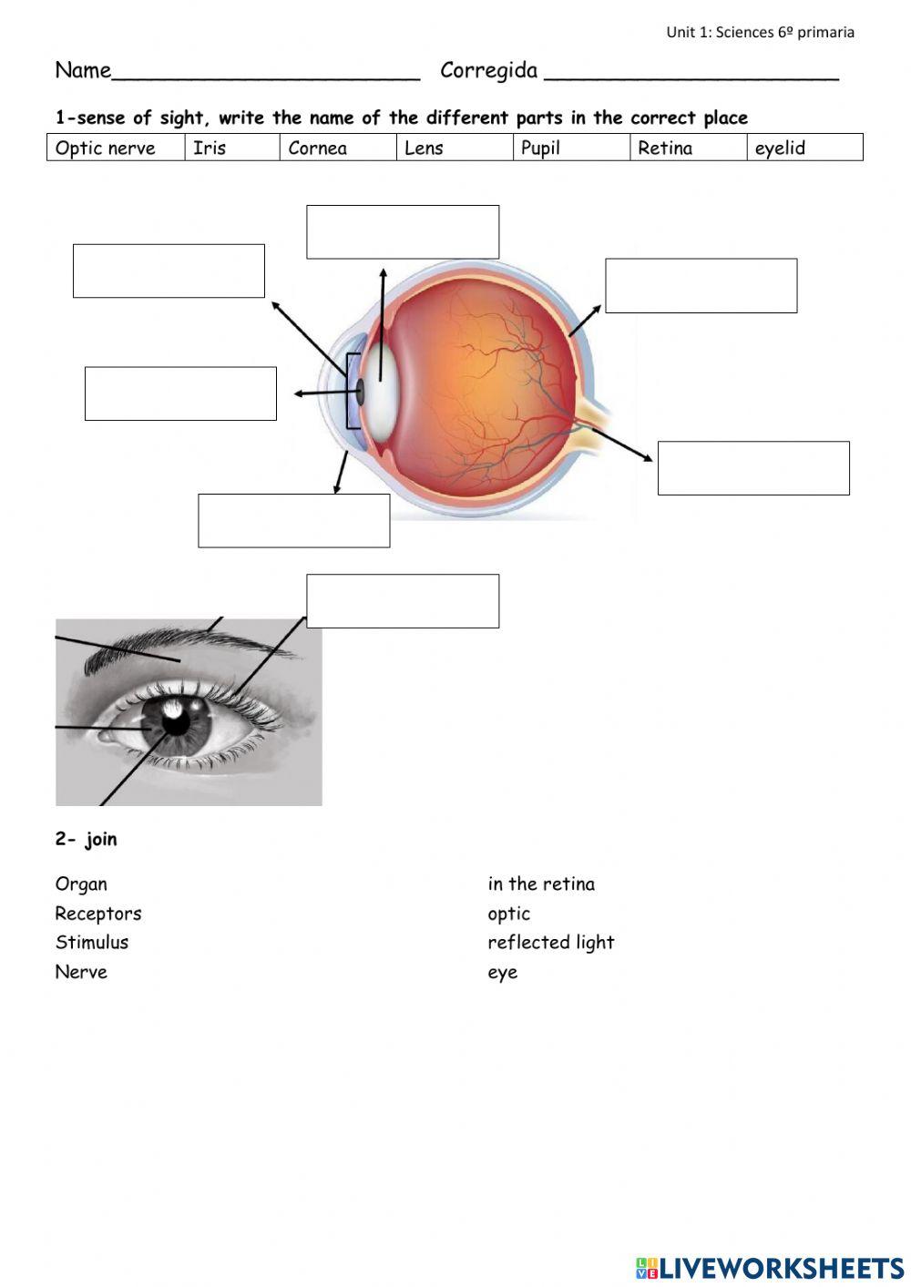 Unit 1 , sciences , 6º primaria