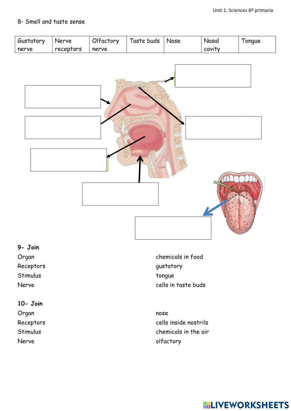Unit 1 , sciences , 6º primaria
