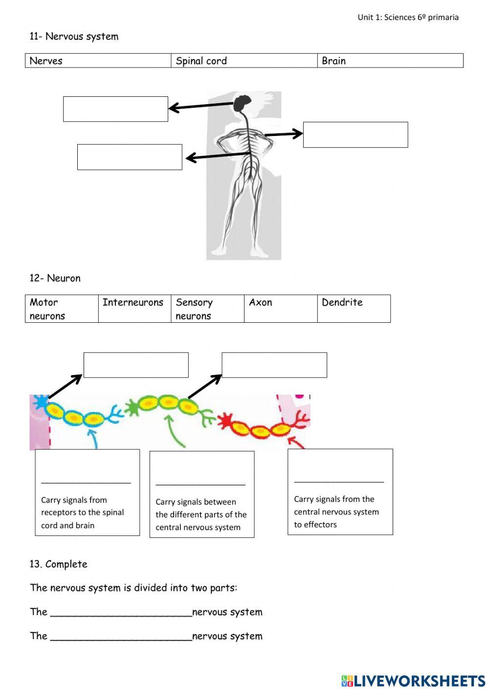 Unit 1 , sciences , 6º primaria