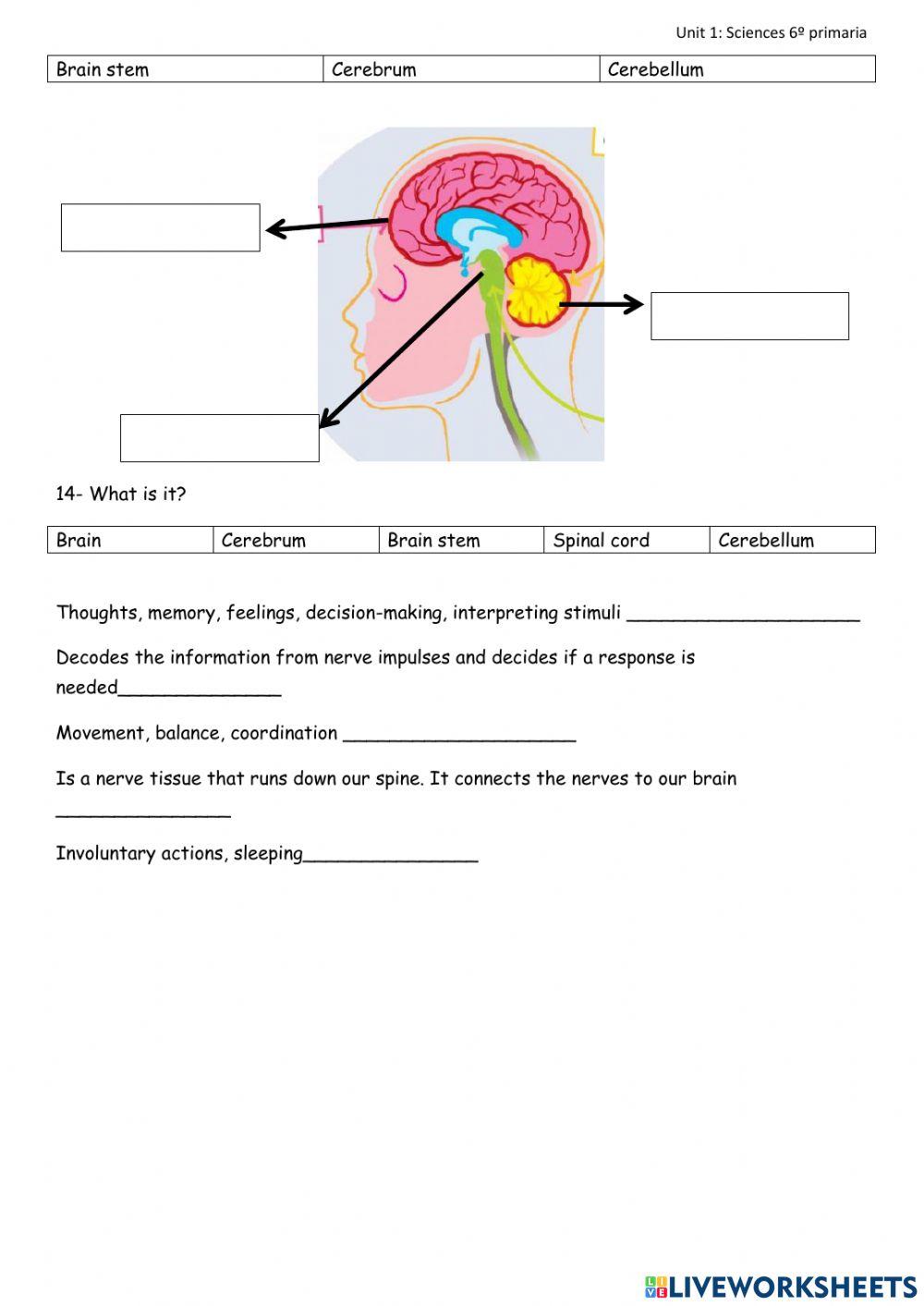 Unit 1 , sciences , 6º primaria