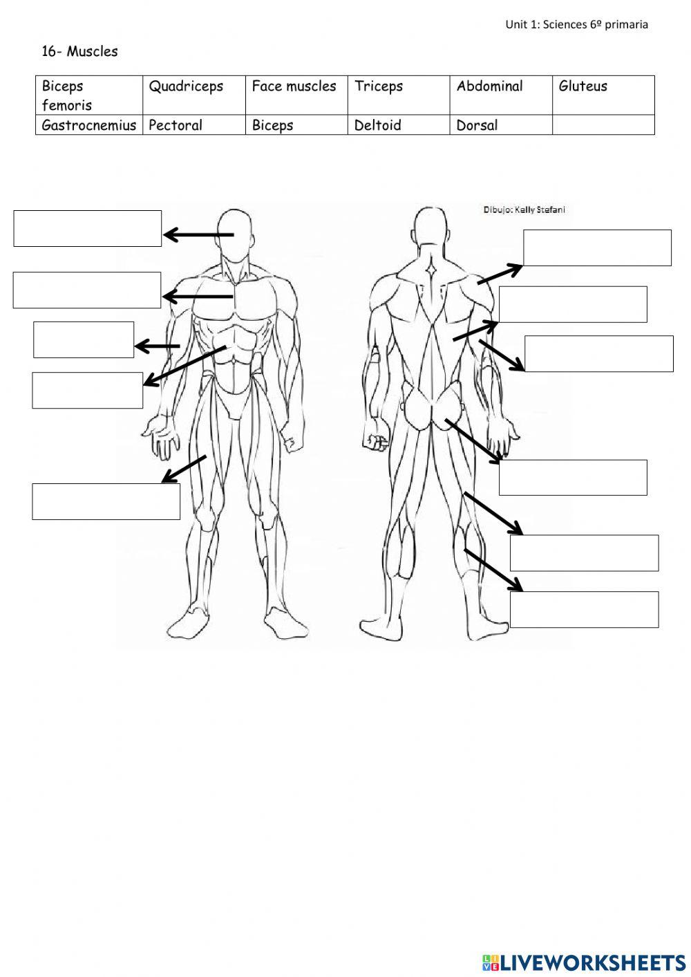 Unit 1 , sciences , 6º primaria