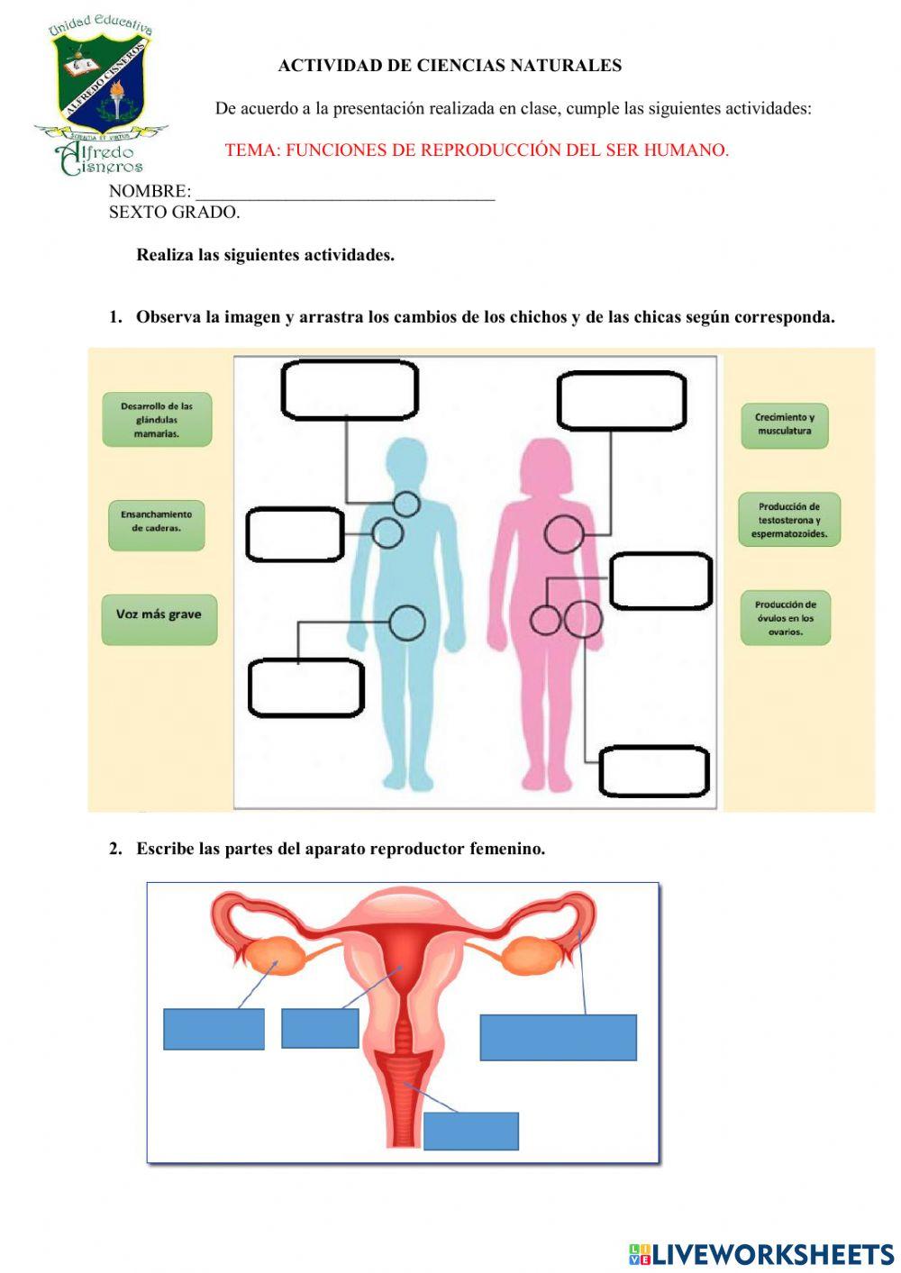 Funciones de reproducción del ser humano