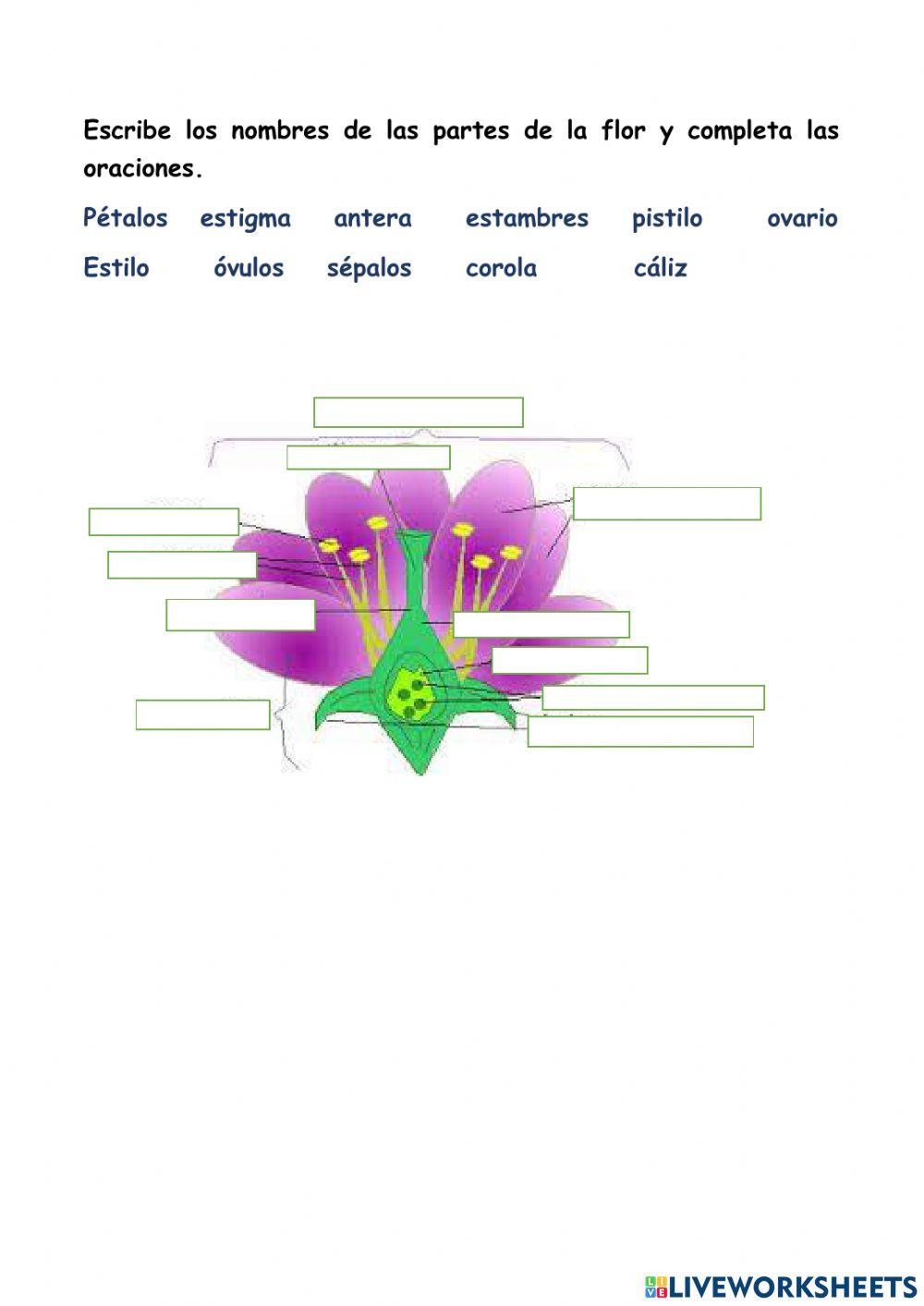 La nutrición de las plantas