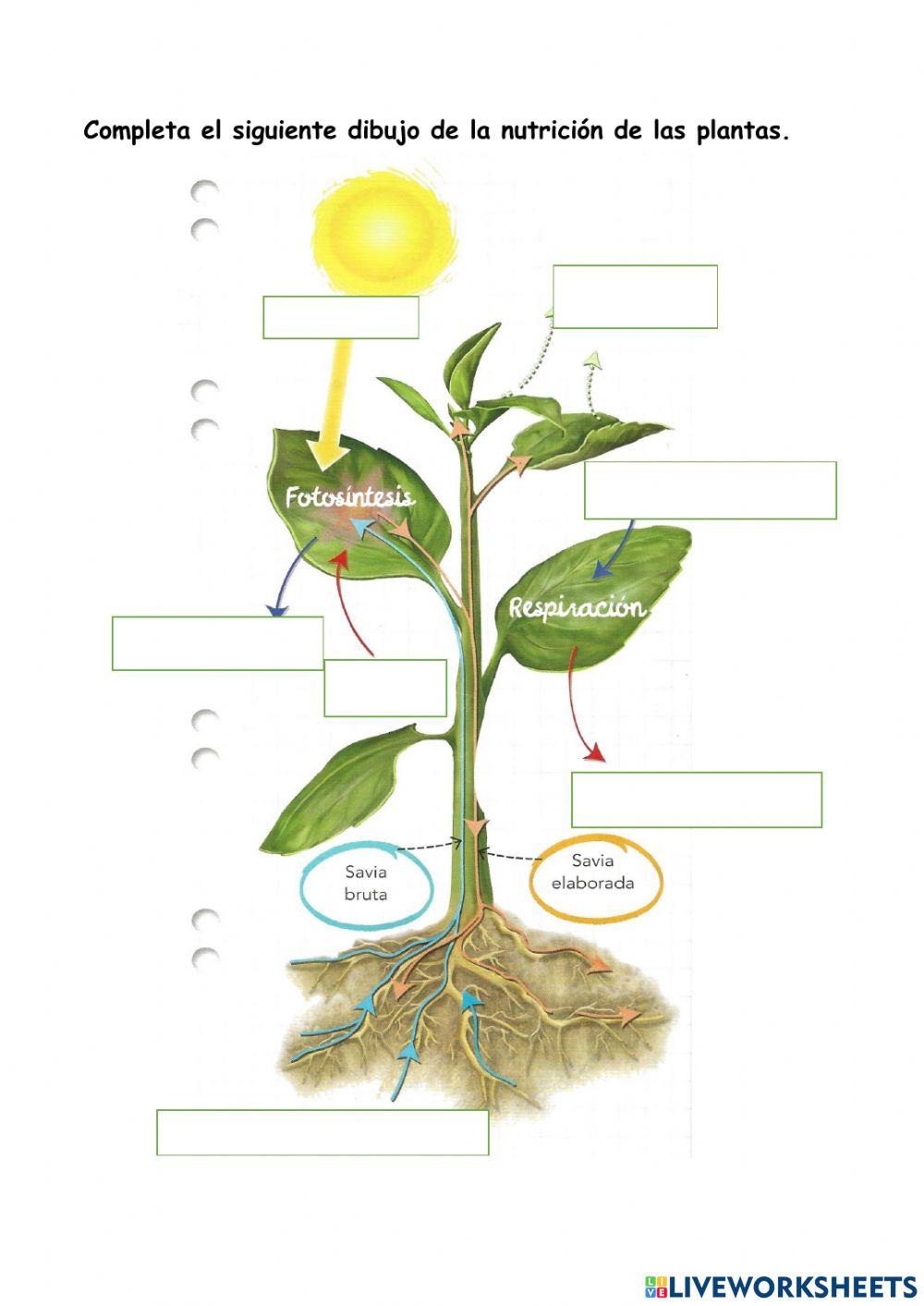 La nutrición de las plantas