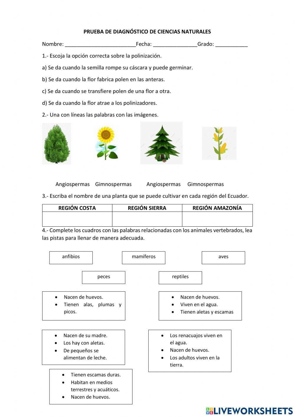 Prueba de diagnóstico ccnn