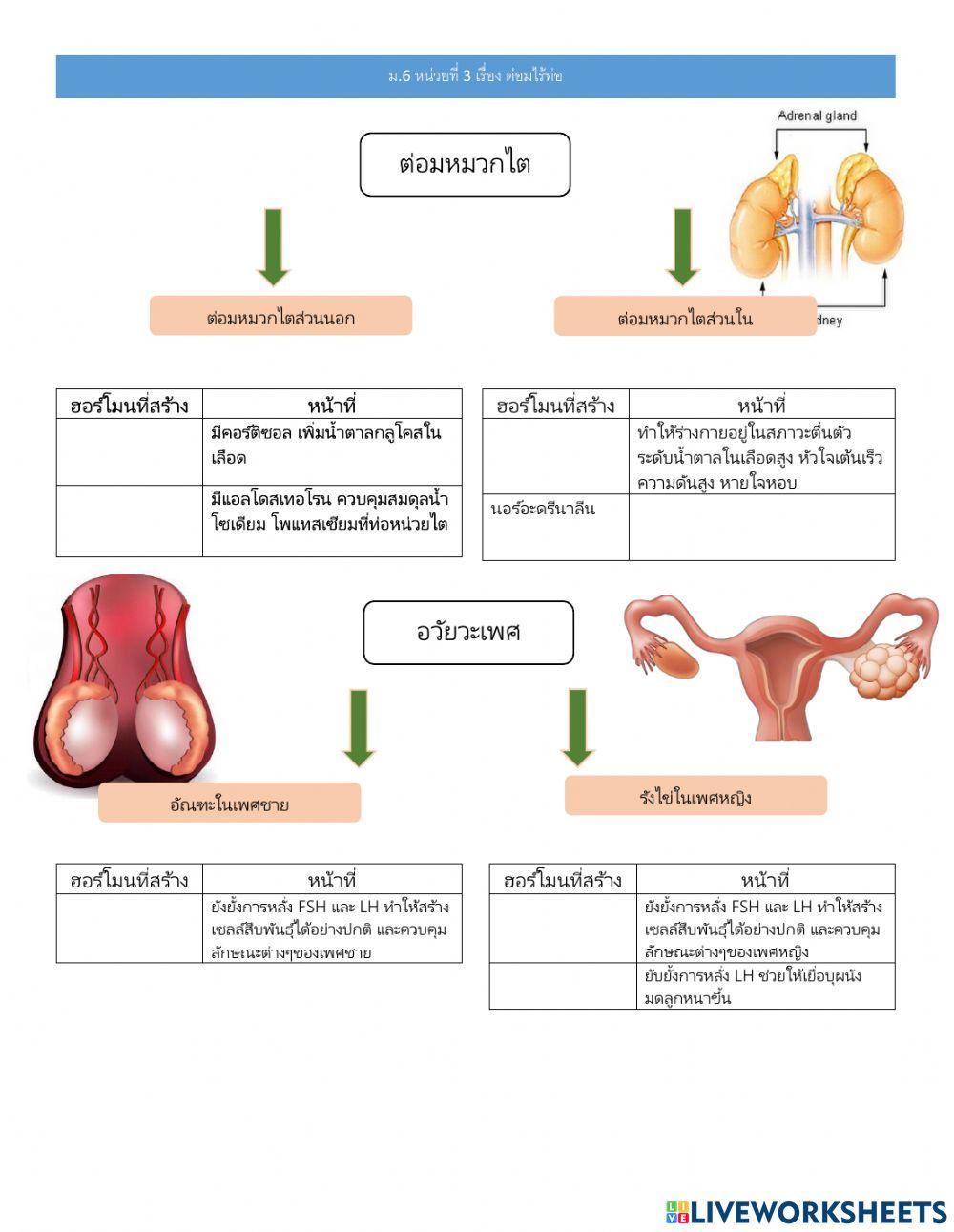 ม.6 แบบฝึกหัดเรื่อง ต่อมไร้ท่อ