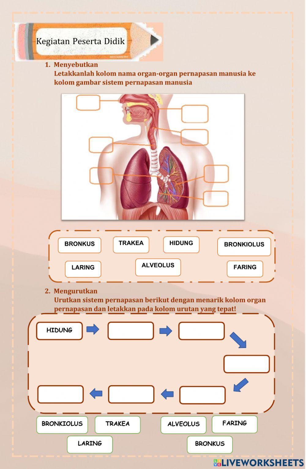 Sistem Pernapasan Manusia