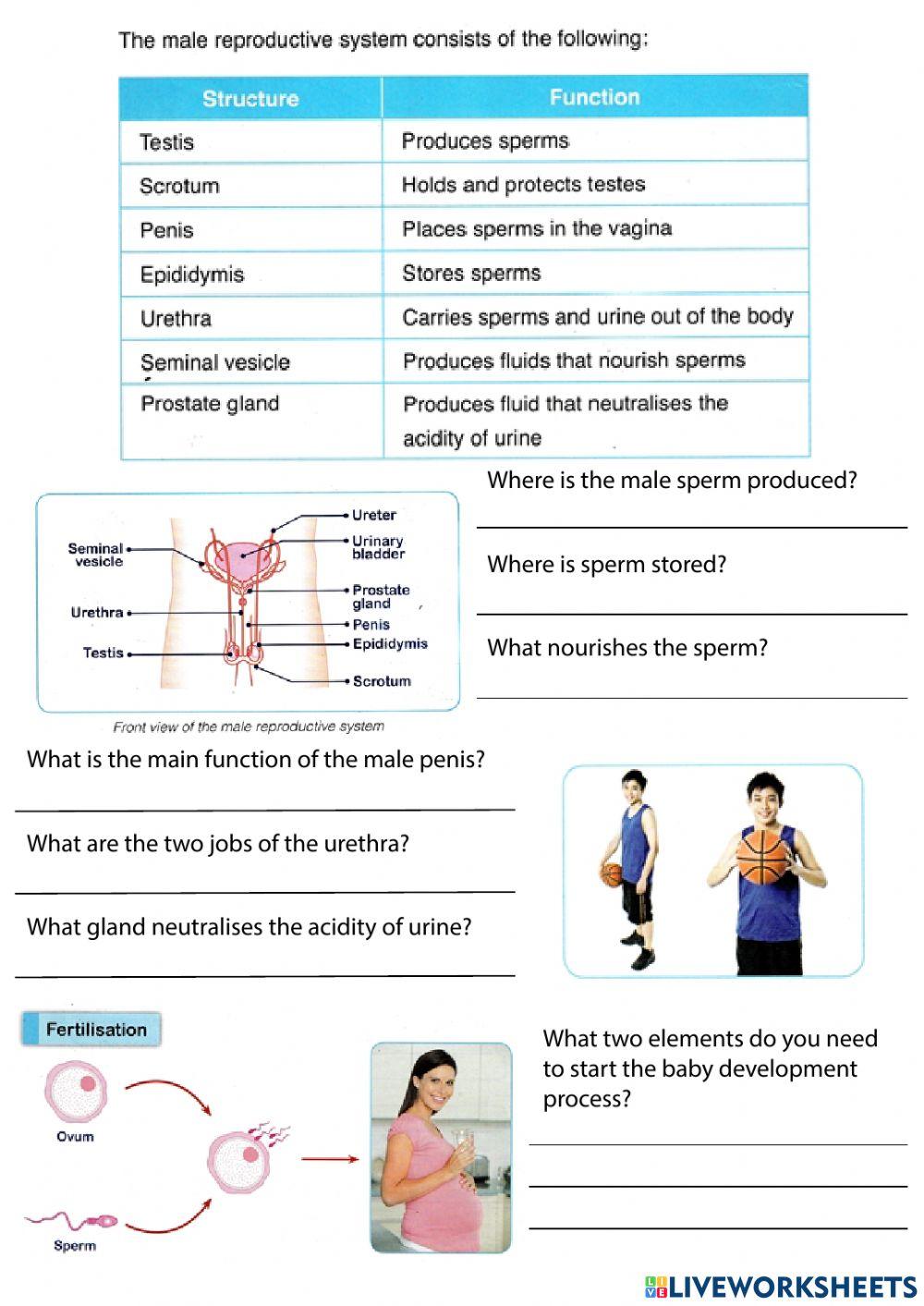 Health - Our Body WS1
