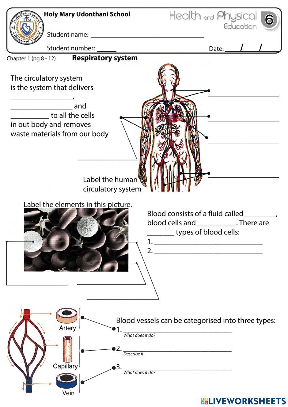 Health - Our Body WS2