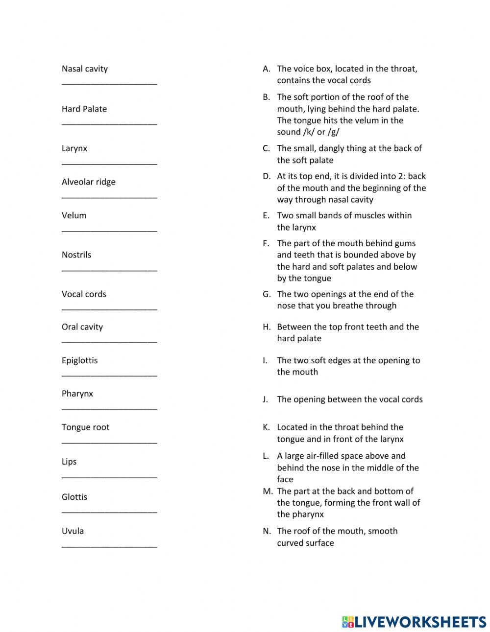 Speech organs - matching