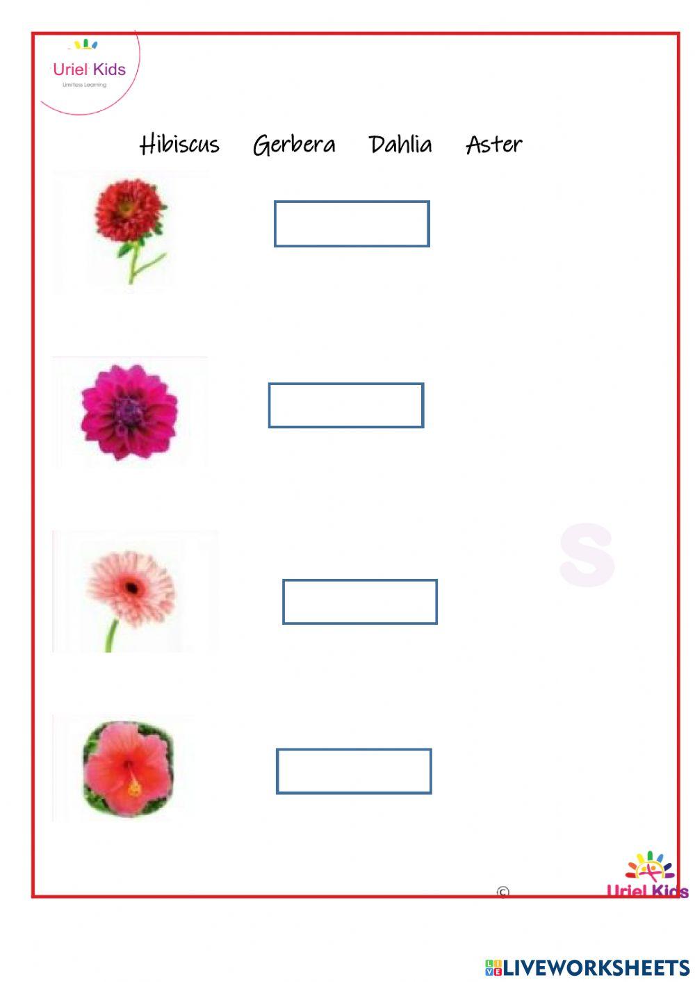 Matching the flowers with their names online exercise for Live Worksheets