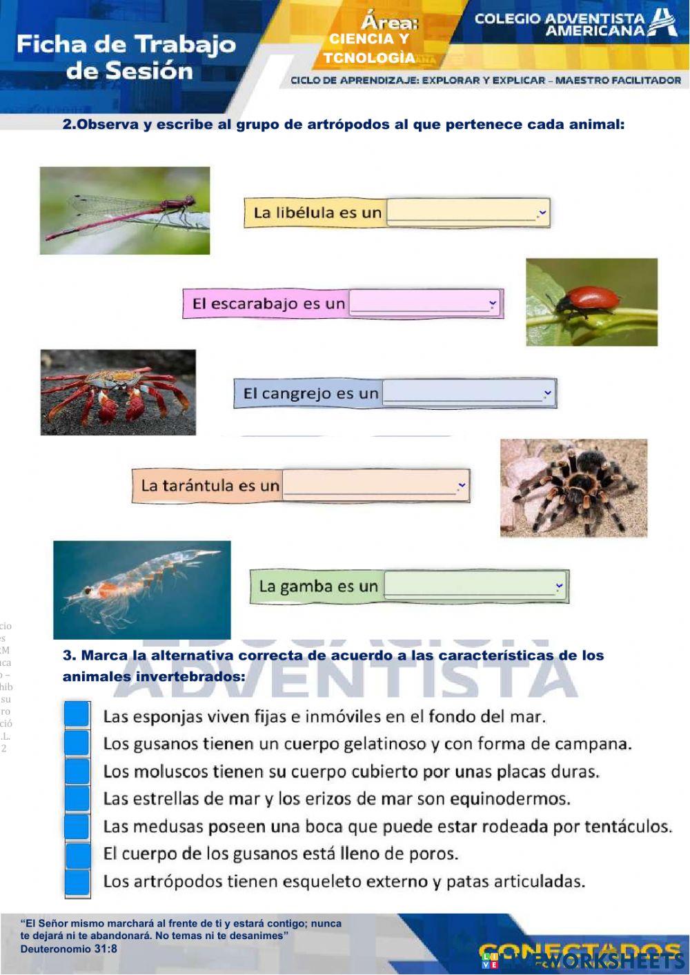 Caracteristicas de los invertebrados