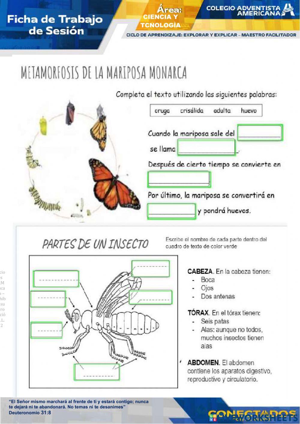 Caracteristicas de los invertebrados
