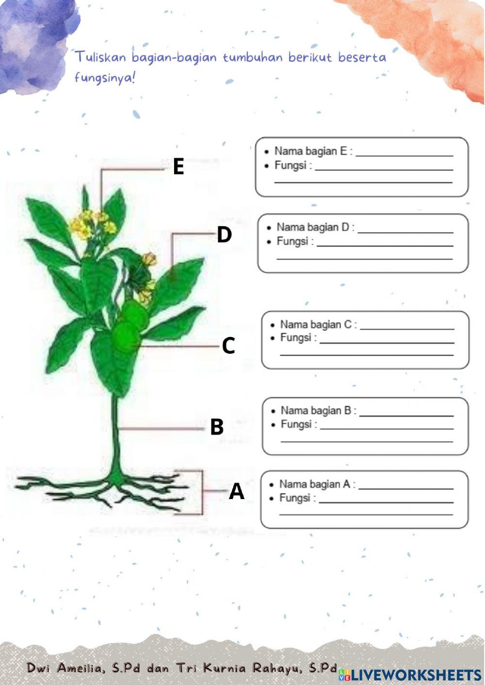 LKPD IPA Bagian-bagian tumbuhan dan fungsinya