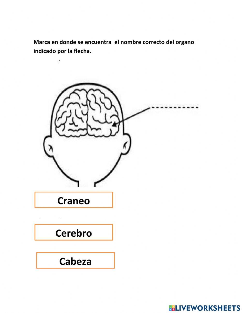 Evaluación partes de nuestro cuerpo