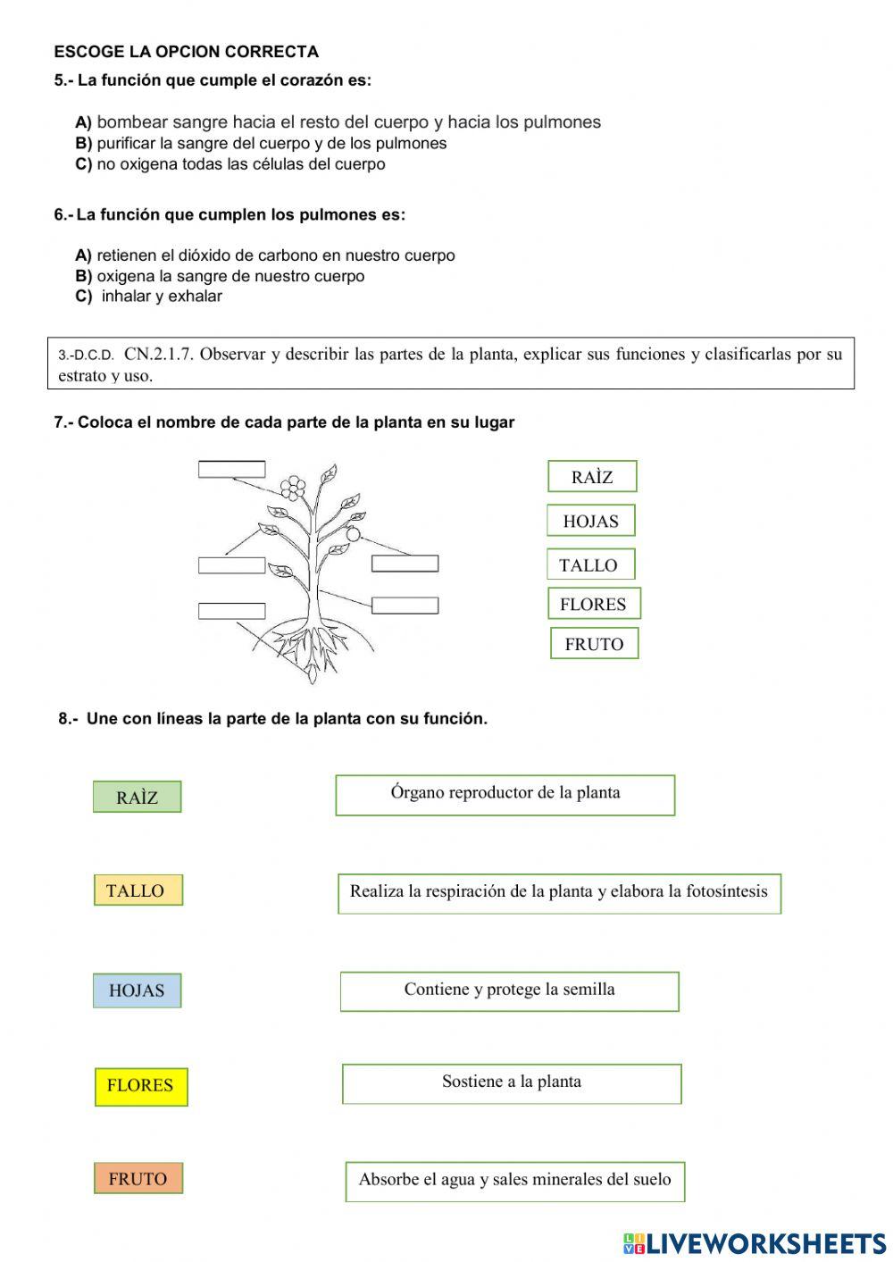 Evaluaciòn diagnòstica tercero de bàsica