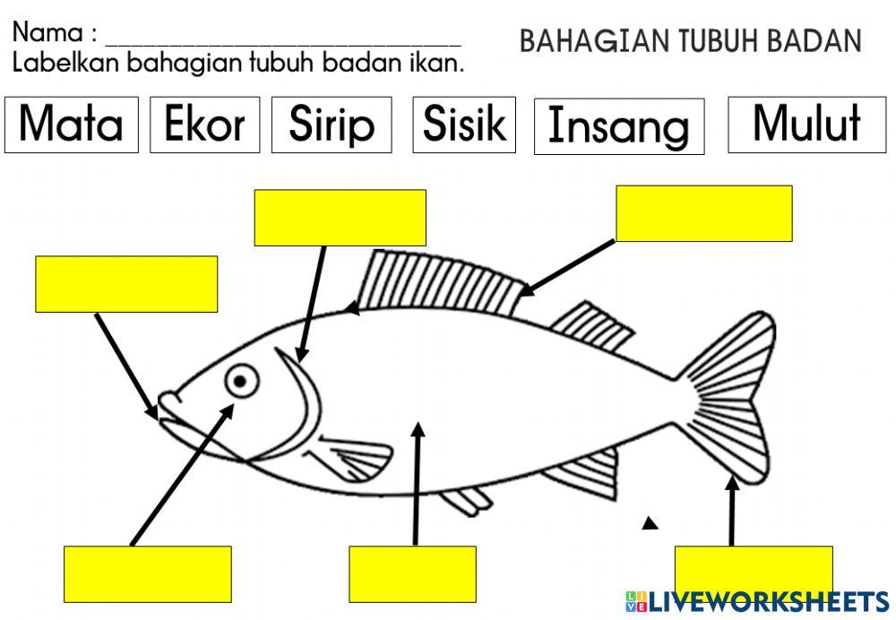 Bahagian tubuh ikan