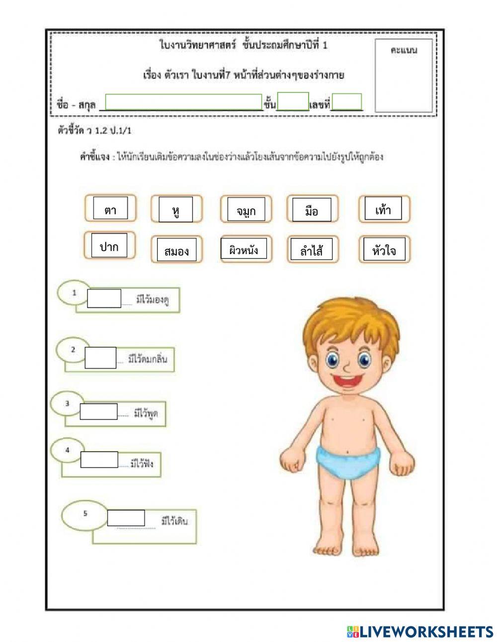 หน้าที่ของอวัยวะ