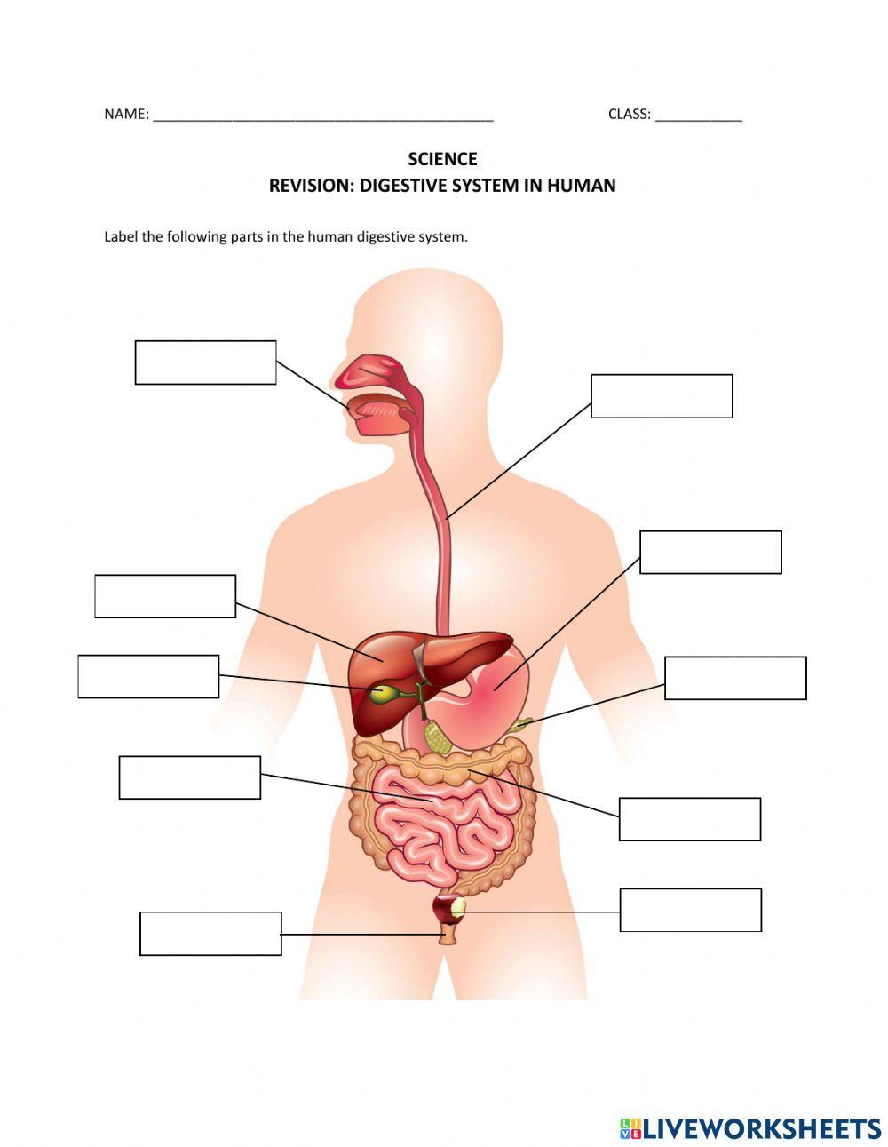 Digestive system in human