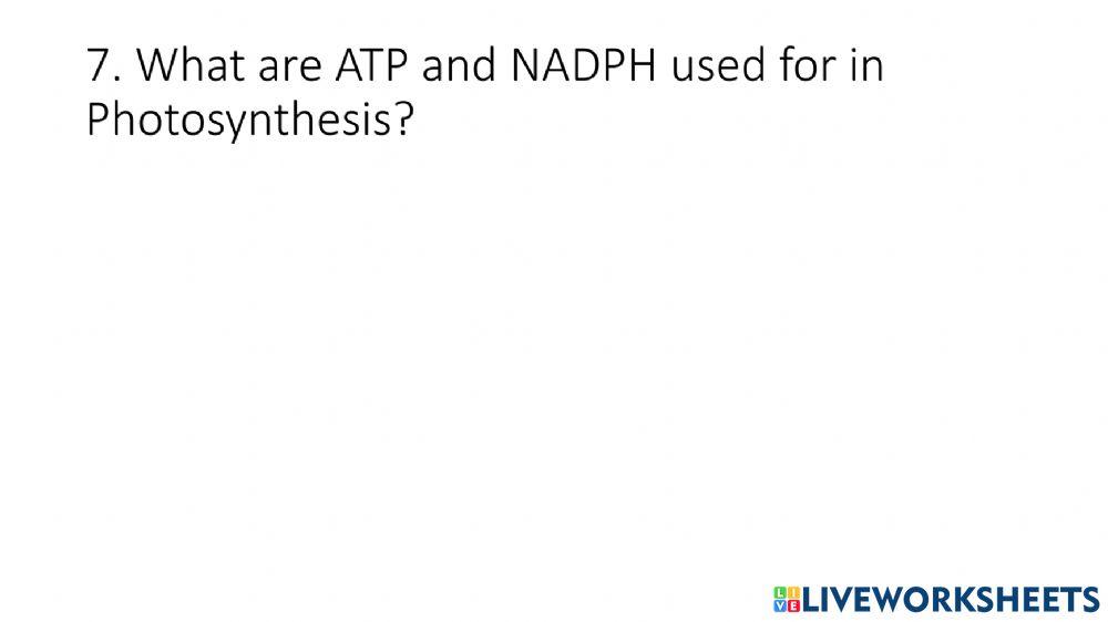Photosynthesis Gallery Walk