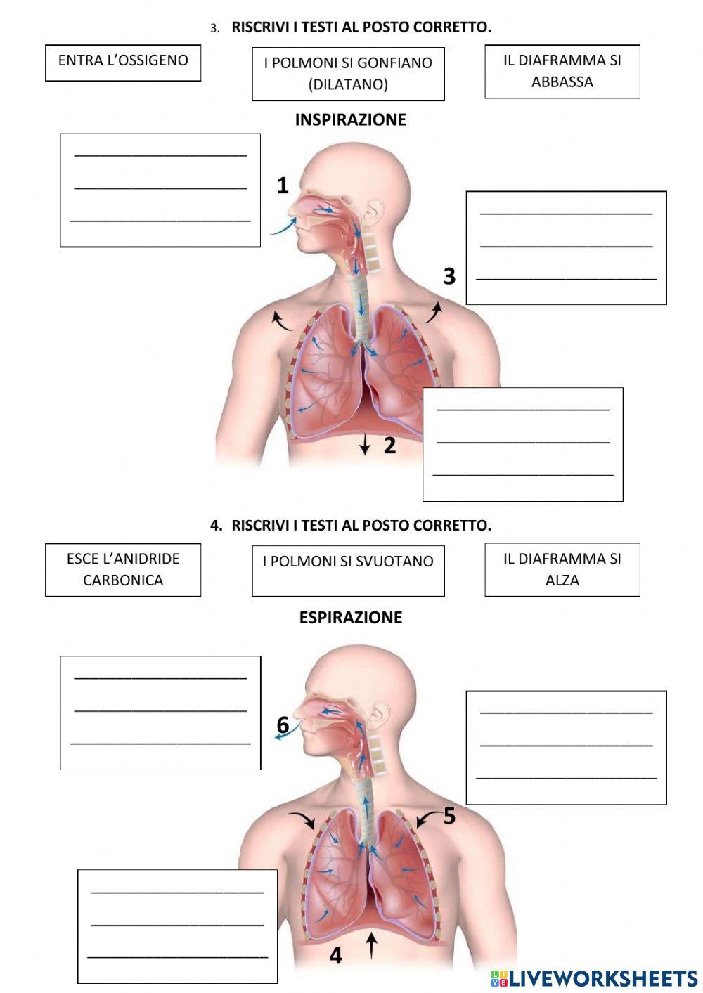 Apparato respiratorio