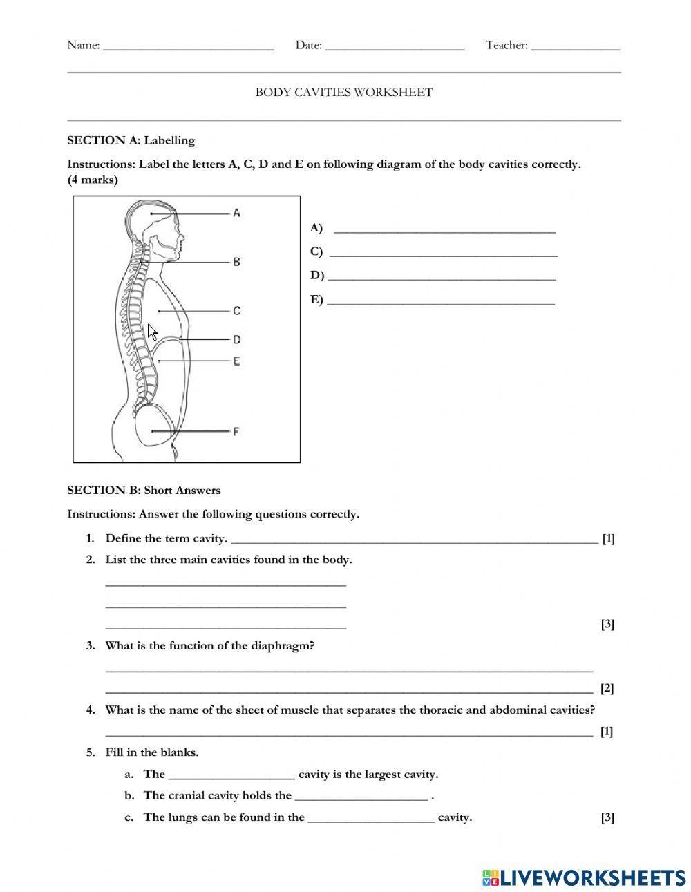 Body Planes And Cavities Worksheet