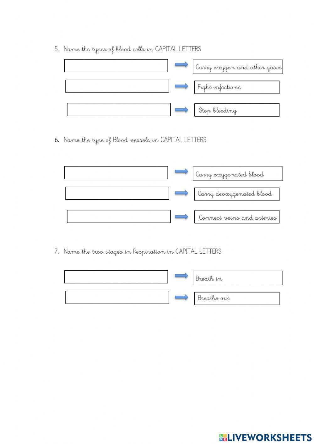 Respiratory system and circulatory system