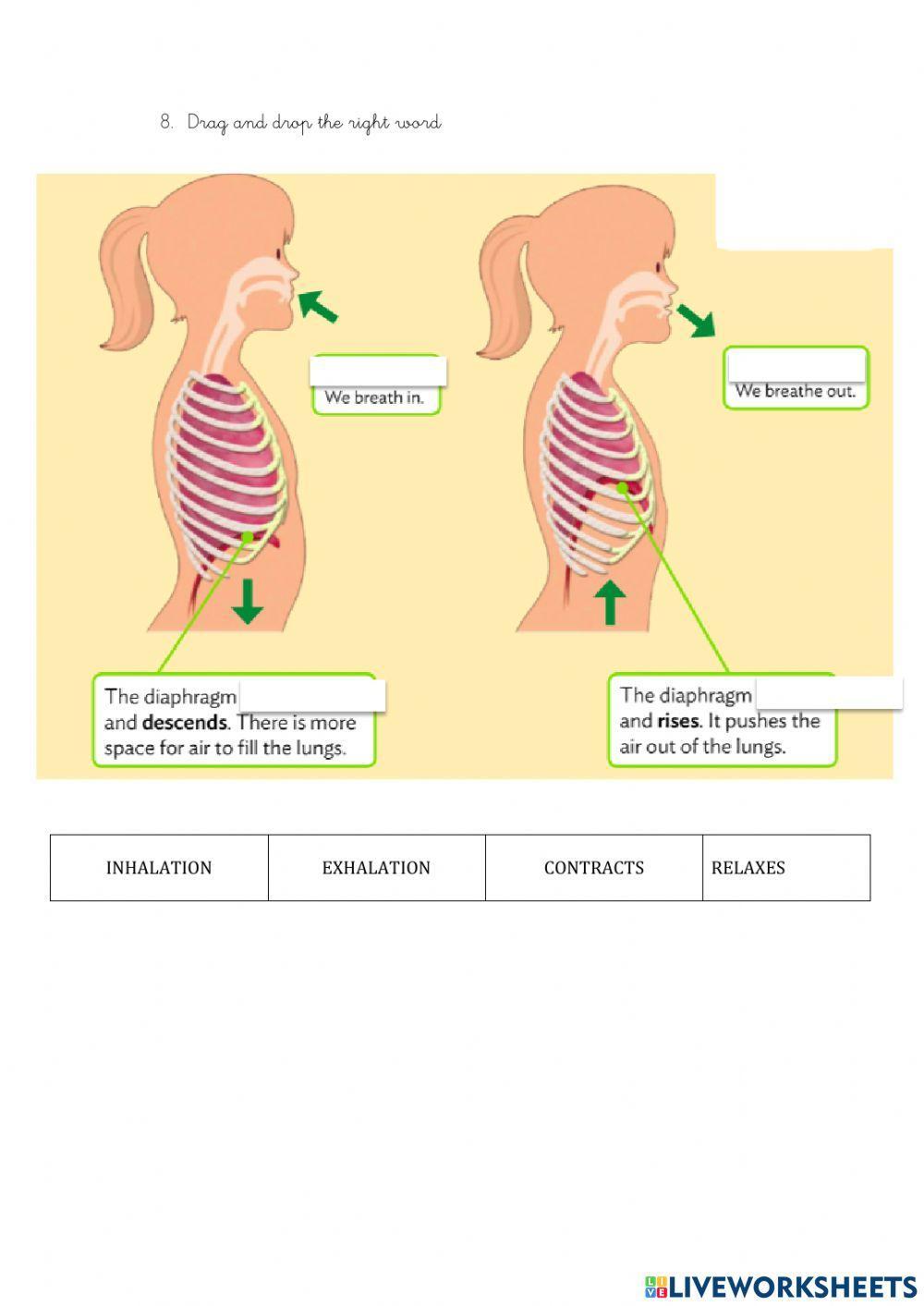 Respiratory system and circulatory system