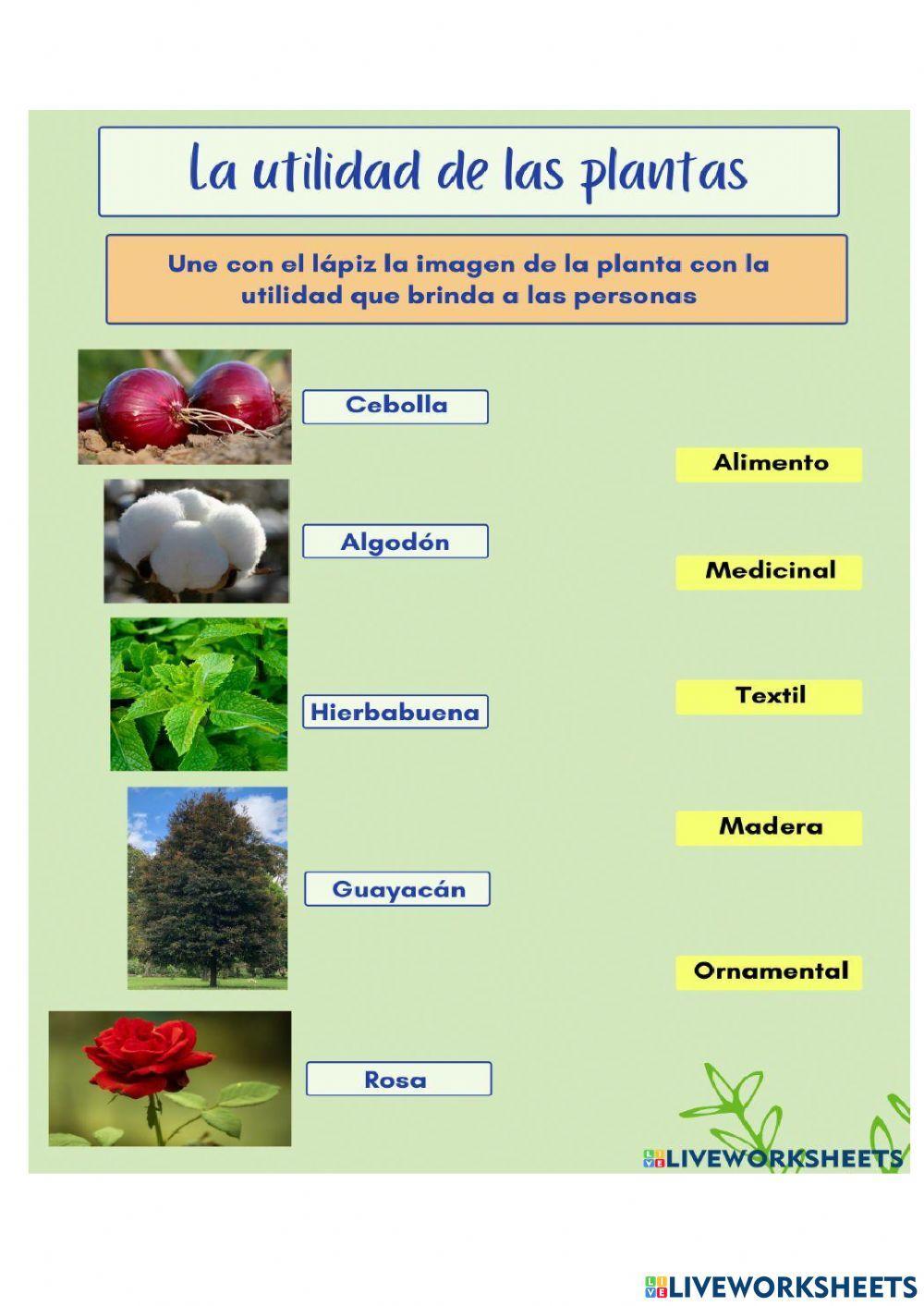 Utilidad de las plantas