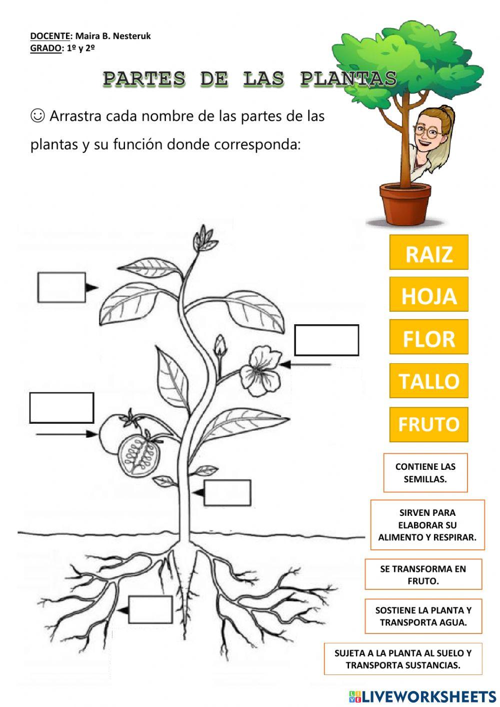 Partes de las plantas