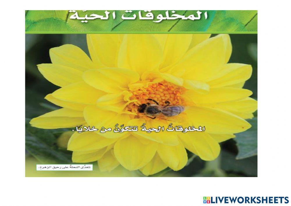 الوحدة الاولى رابع الخلايا