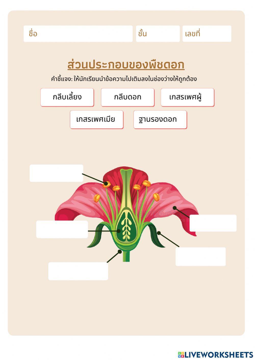 ใบงานส่วนประกอบของพืช