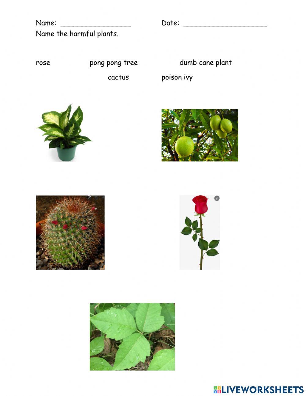 Harmful plants mspier live worksheets